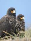 Striated caracara or Johnny Rook, rare bird of prey, Falkland Islands. Art Print
